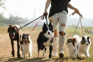 Papillon Breeders