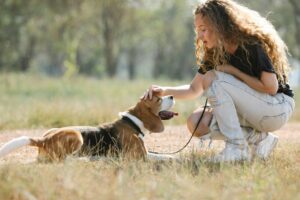 Beagles Breeding