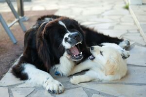 Newfoundland 3-Month Puppy