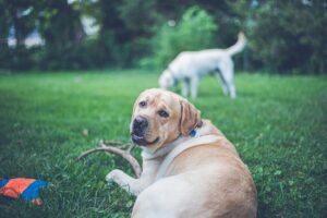 American Lab Puppies