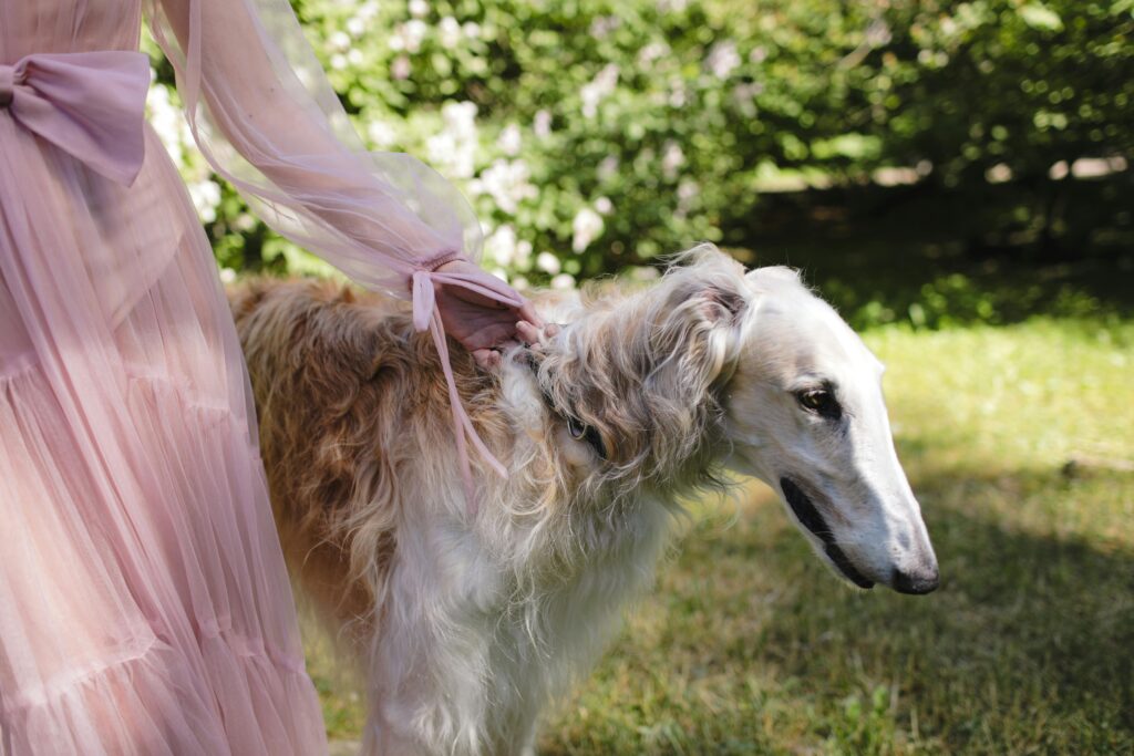 Borzoï Dogs