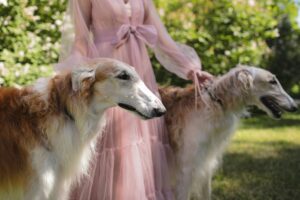 Borzoï Dogs