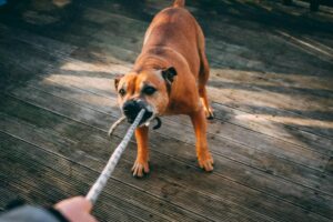 Staffordshire Bull Terrier