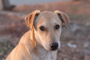 Karabash Dog