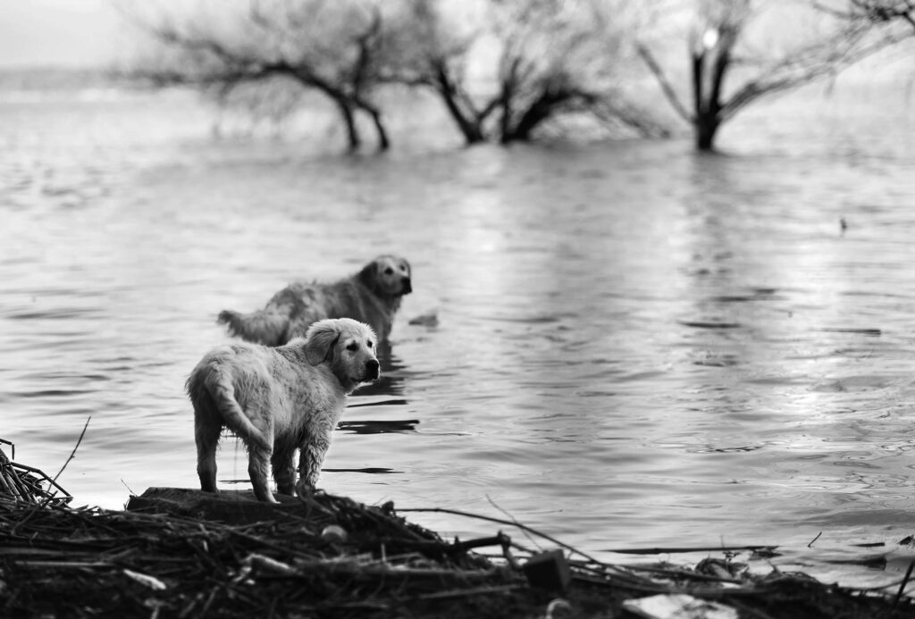 Water Spaniel Puppies