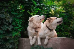 Dogs Dosage Chart