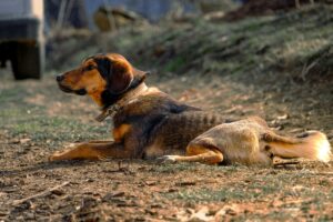 Karabash Dog