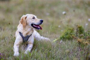 Dog's Nose