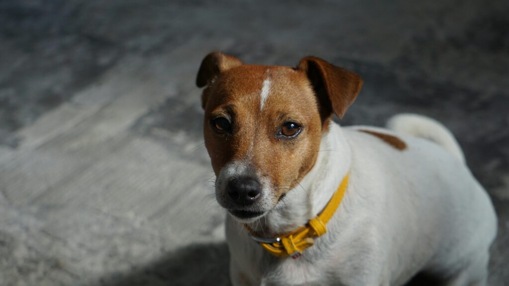 Dog Conformation Training