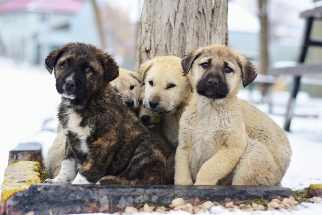 Flat Coat Puppies