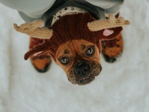 Antlers for Puppies