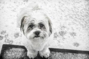 Breeders for Havanese