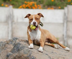 Staffordshire Bull Terrier