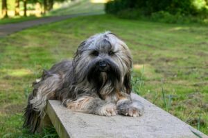 Tibetan Terrier Puppy