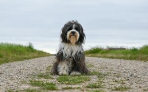 Tibetan Terrier Puppy