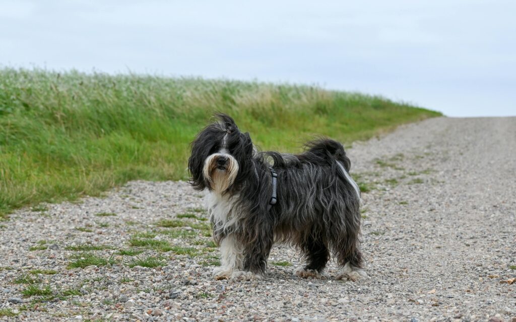 Tibetan Terrier Puppy