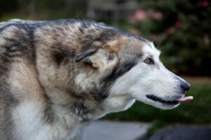 Alaskan Volpino
