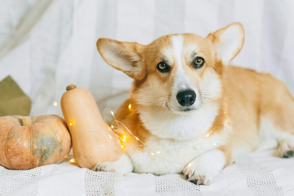 Welsh Corgi Puppies
