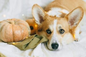 Welsh Corgi Puppies