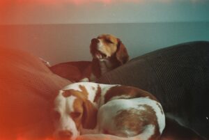 Beagles Breeding