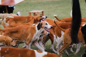 Walker Hounds