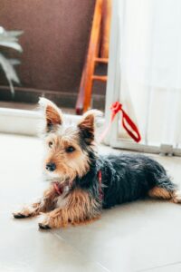 Yorkie Terrier