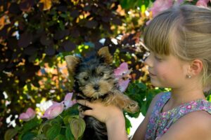 Yorkshire Terrier