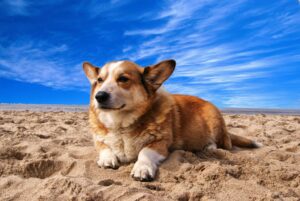 Welsh Corgi Puppies