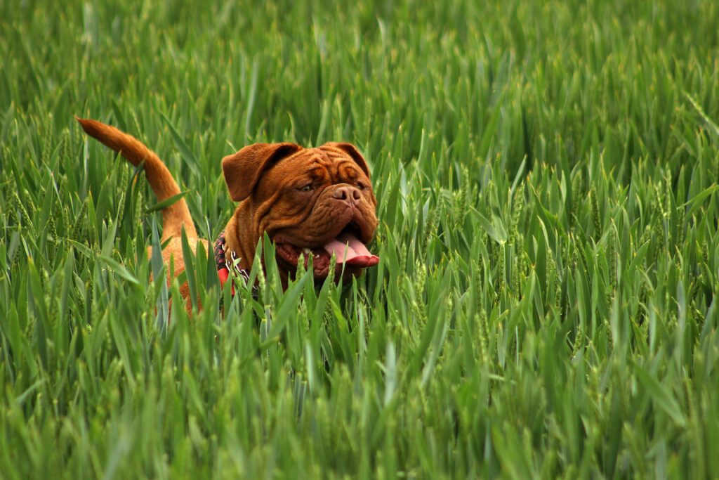 Argentinian Mastiff Breeders