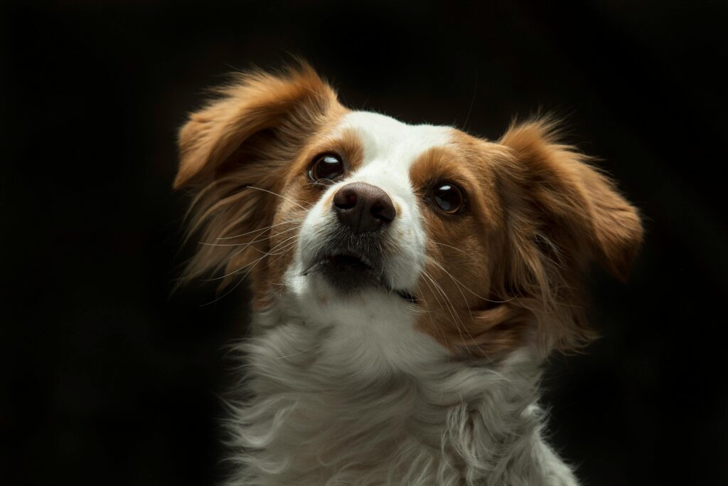 Papillon Breeders