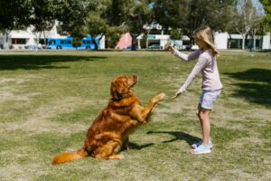 Dog Conformation Training