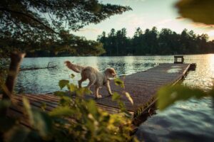 Hiking Dogs