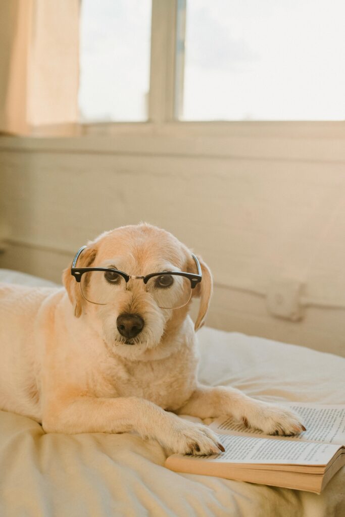Labradors