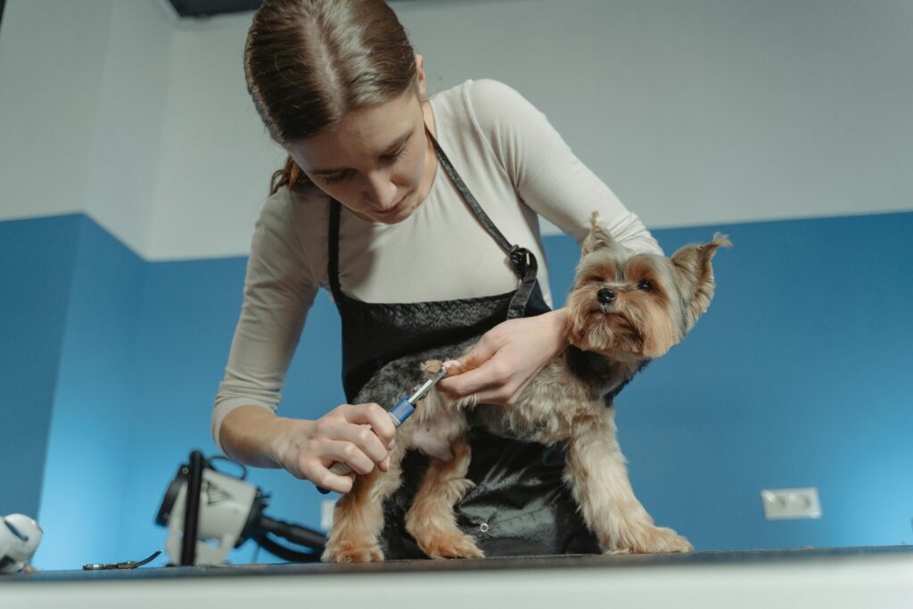 Yorkie Terrier