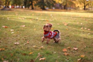 Yorkie Terrier