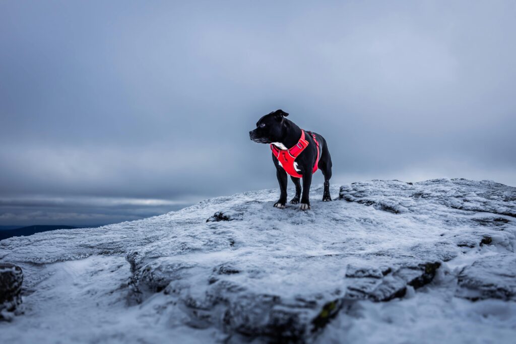 Entlebucher Mountain Dog