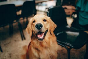 Labradors