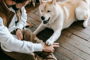 Dog Conformation Training