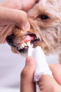 Dog Tooth