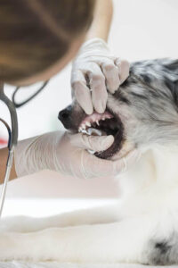 Dog Tooth