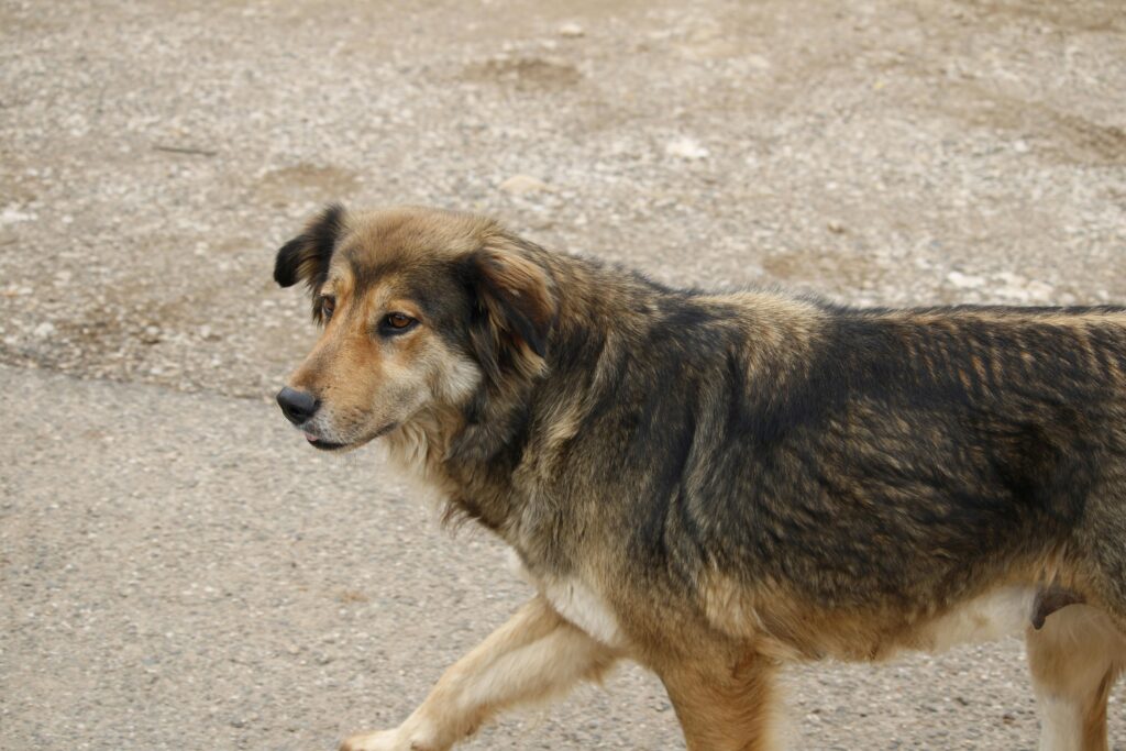 Bordetella in dogs