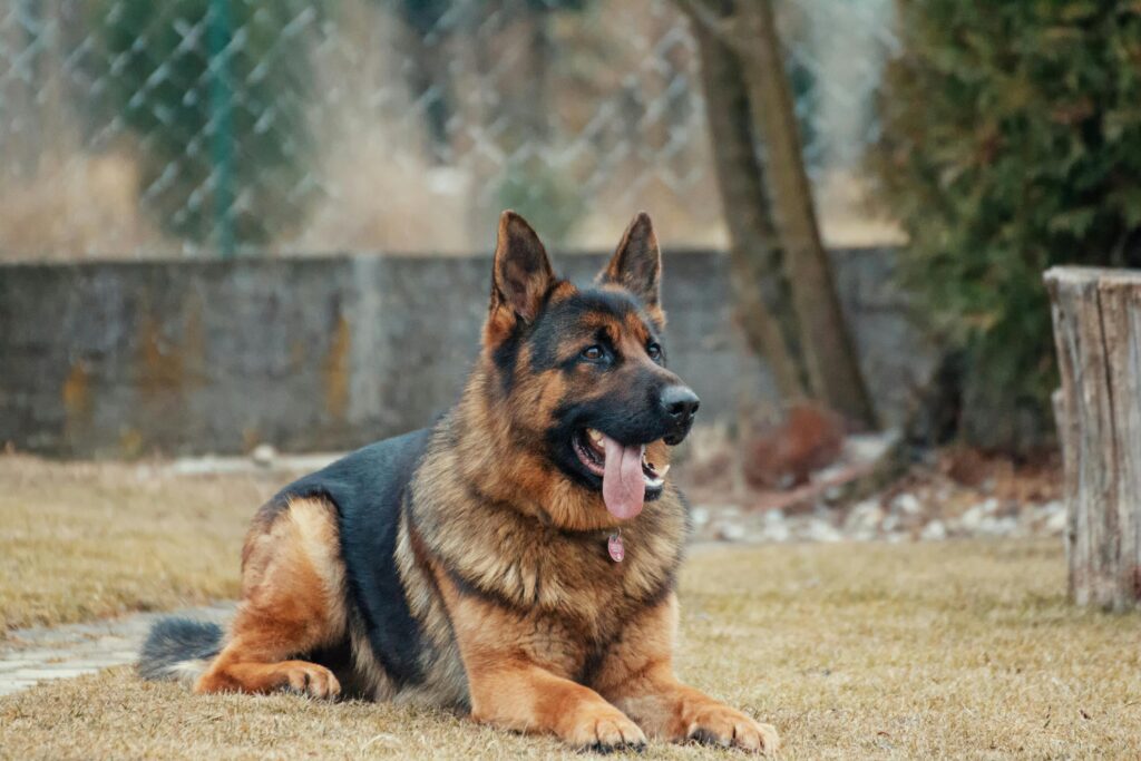 Chronic Kidney Disease in Pets