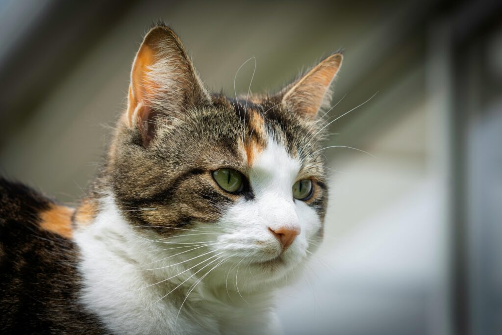 FIP in Cats