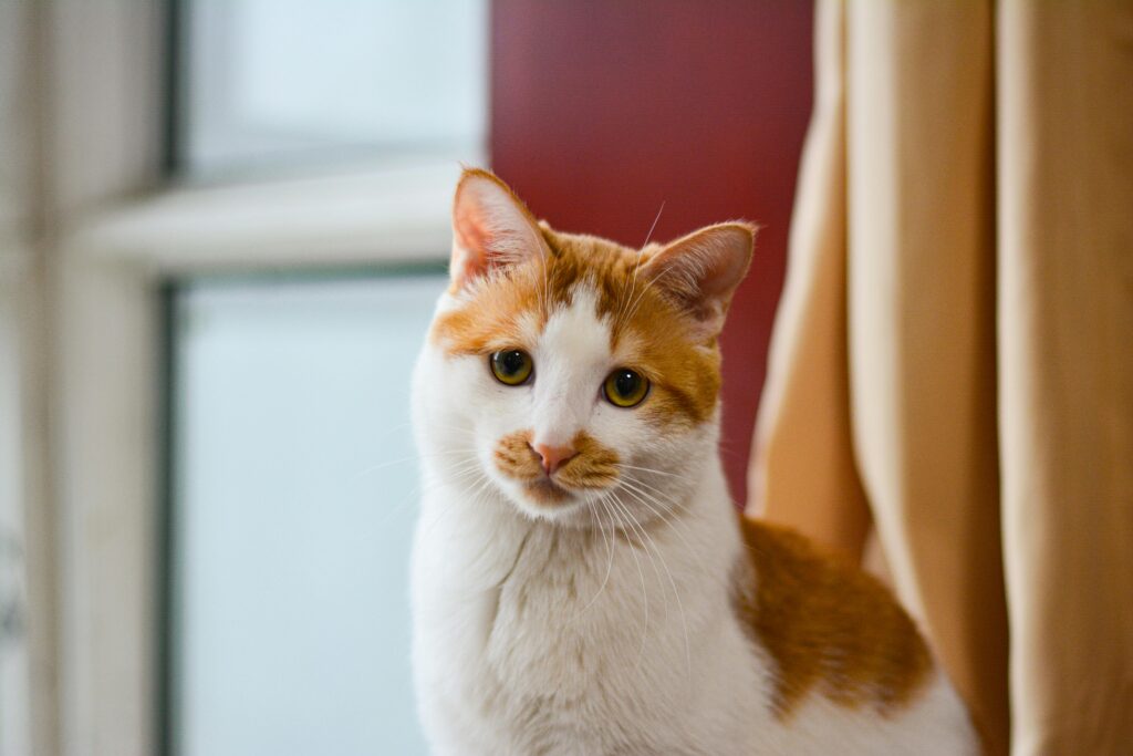 Feline Leukemia Virus