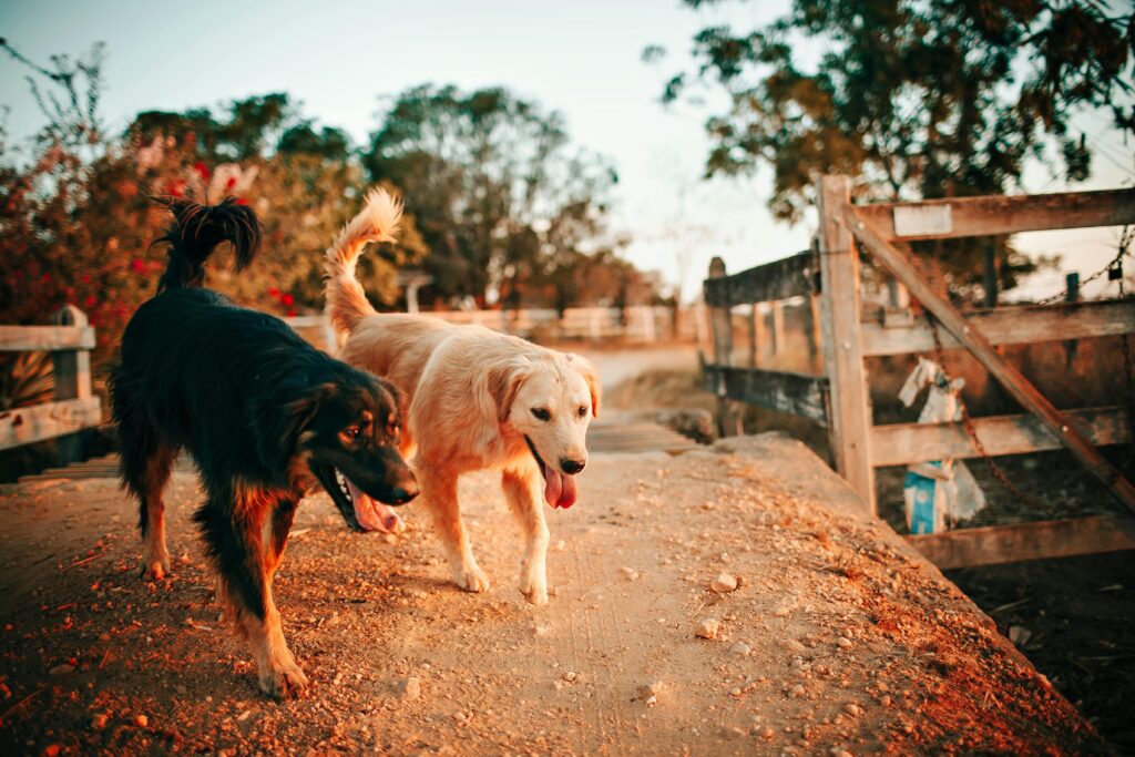 Heartworm