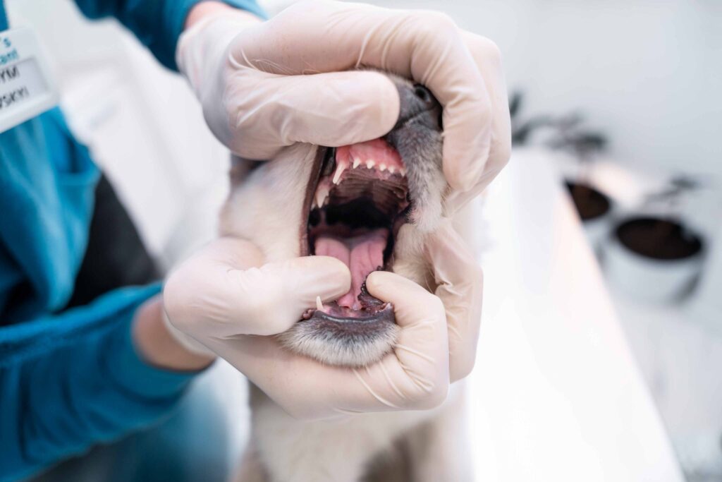 Dog Tooth