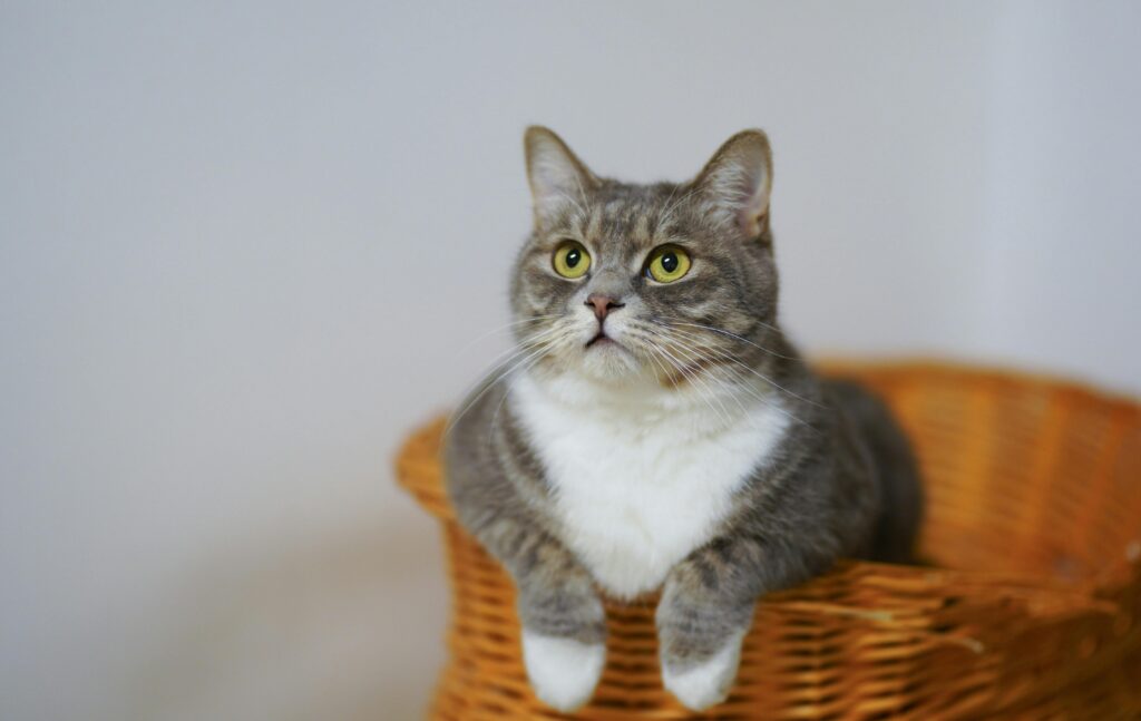 Hyperthyroidism in Cats