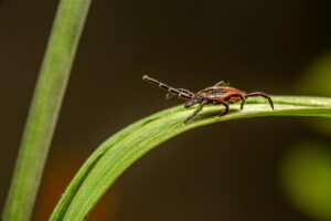 Lyme Disease