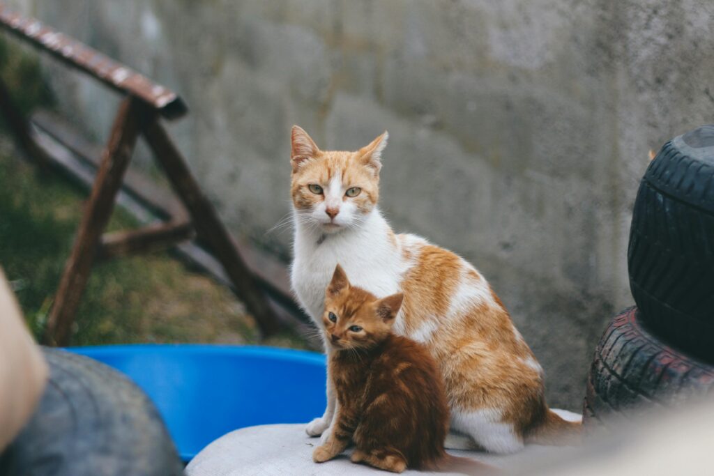 Panleukopenia in Cats