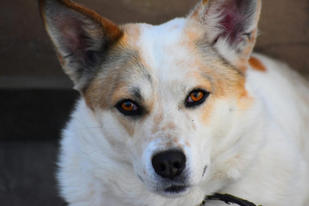 Stomatitis in Pets